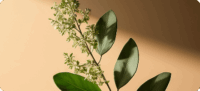 Boswellia