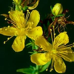 St. John’s Wort